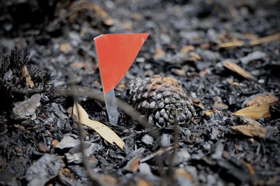 Imaxe da nova:A Policía Autonómica detén á persoa presunta autora de oito incendios forestais en Lalín