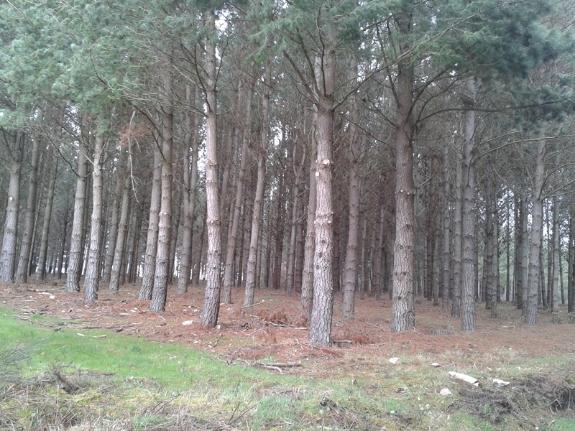 Imaxe da nova:A Xunta destina 5 M€ a investimentos en tecnoloxías forestais e comercialización de produtos para mellorar a competitividade das pe...