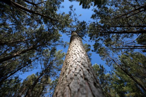 Imaxe da nova:Medio Rural incrementa ata os 2,37 M€ o orzamento das achegas para o fomento da boa gobernanza nos montes veciñais en man común e n...