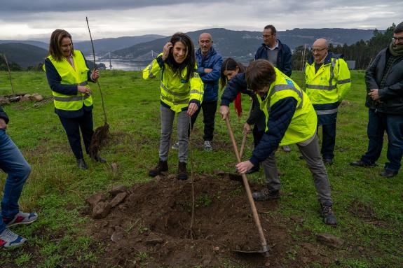 Imaxe da nova:A Xunta acadará na vindeira primavera 35.000 árbores autóctonas plantadas na reforestación das marxes da autovía do Morrazo