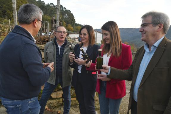 Imaxe da nova:Medio Rural salienta a importancia de cultivos emerxentes como a oliveira para dinamizar o territorio, fixar poboación e xerar riqu...