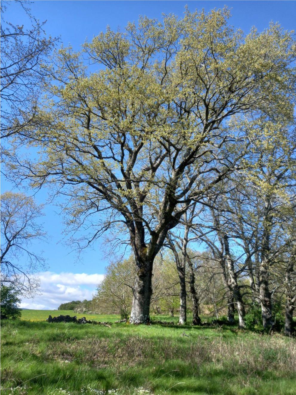 Imaxe 3 de 4 asociada á nova