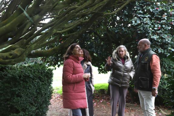 Imaxe da nova:A Xunta destina 90.000 € ás axudas para actuacións de conservación, protección e mellora das árbores e formacións senlleiras de Gal...