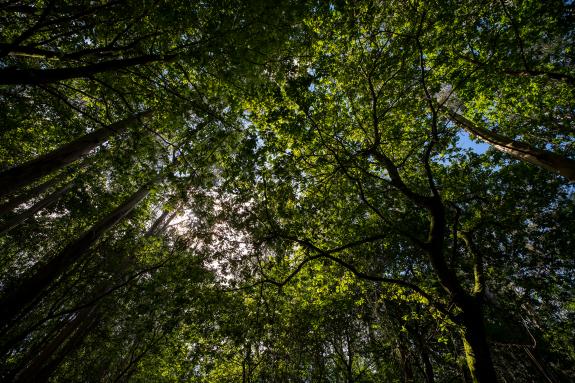 Imaxe da nova:A Xunta convoca axudas para actuacións de conservación e mellora das árbores e formacións senlleiras de Galicia cun orzamento de 90...