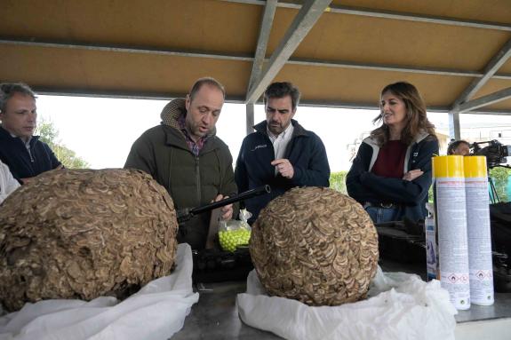 Imaxe da nova:A Xunta instalará nesta campaña 20.000 trampas para capturar raíñas en niños primarios no marco das medidas  de choque fronte a ves...