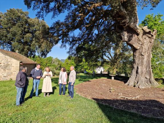 Imaxe da nova:A Xunta concede máis de 30 axudas por un importe de 90.000€ para actuacións de conservación, protección e mellora das árbores e for...