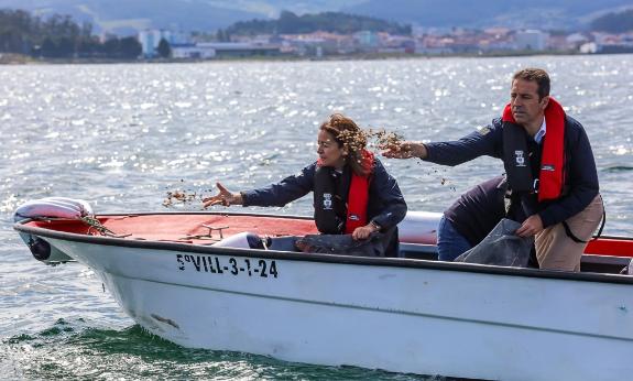 Imaxe da nova:A Xunta contribúe á rexeneración do banco de libre marisqueo de Bohído-Ría de Arousa coa semente de 145.700 unidades de ameixa babo...