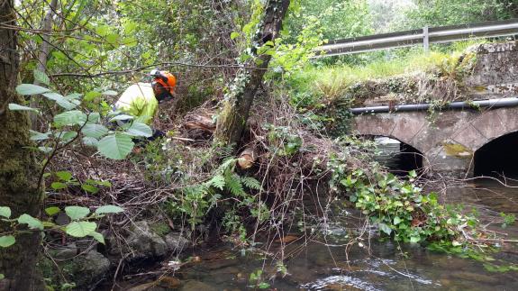 Imaxe da nova:A Xunta realiza labores de conservación en máis de 6,5 quilómetros de varios ríos, no concello de Cariño