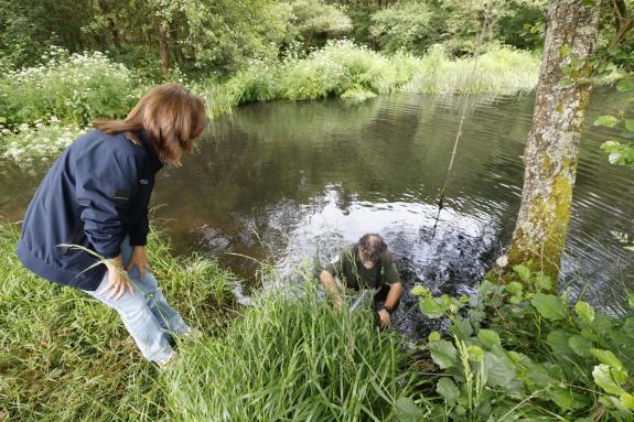 Imagen de la noticia:La Xunta contribuye a la repoblación de los ríos lucenses con la suelta de cerca de 300.000 alevines de trucha en 2025