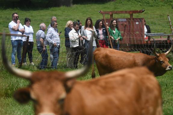 Imaxe da nova:Medio Rural paga máis de 5 M€ a 2.560 gandeiros afectados pola enfermidade hemorráxica epizoótica