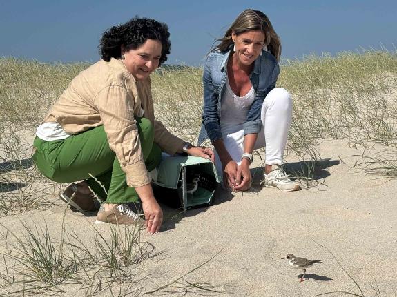 Imaxe da nova:Belén do Campo participa na solta de oito exemplares de polos de píllara nas dunas de Baldaio criados co obxectivo da recuperación ...