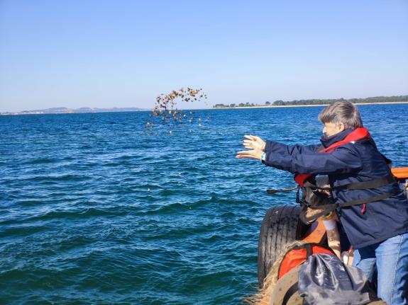 Imaxe da nova:Mar conclúe a rexeneración do banco marisqueiro de O Bohído coa sementeira de ameixa xaponesa e babosa nunha superficie de 1,2 mill...