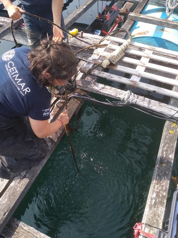 Imagen de la noticia:A Xunta reforza a investigación sobre o cultivo de mexillón co proxecto ‘BATEAS’