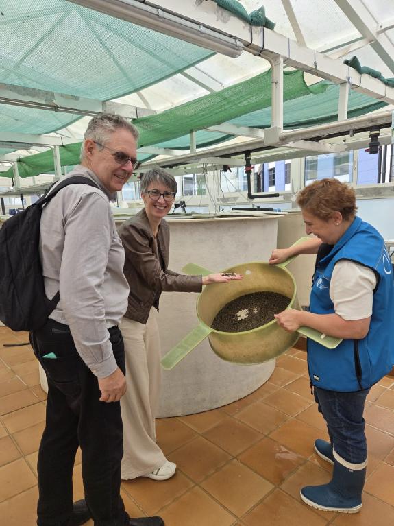 Imaxe da nova:O Centro de Cultivos Mariños de Ribadeo prepara novos lotes de semente de 100.000 unidades de ameixa babosa e 117.000 mil unidades ...