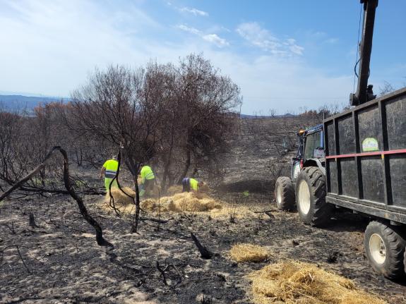 Imaxe da nova:La Xunta avanza en el reparto de paja y cereales para alimentar la fauna silvestre afectada por los incendios