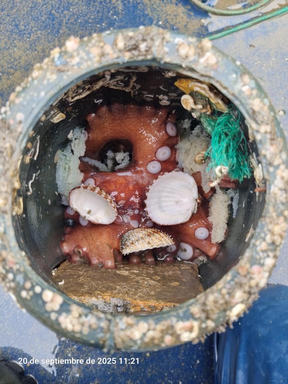 Imaxe da nova:Gardacostas comisa máis de 2.250 cacharros de polbo na zona da Guarda con 194 quilos desta especie na última semana