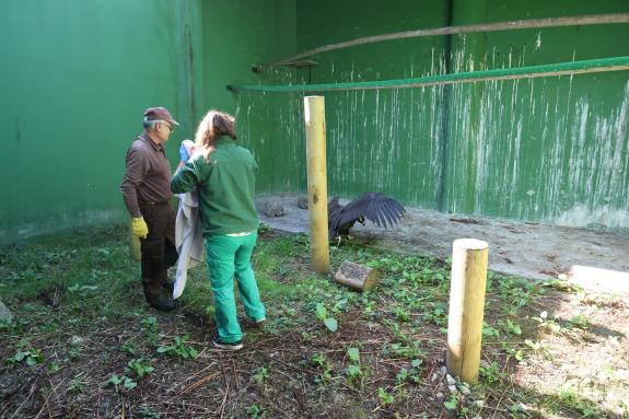 Imagen de la noticia:La Xunta atiende en O Veral un ejemplar de buitre negro para su reingreso a su hábitat natural