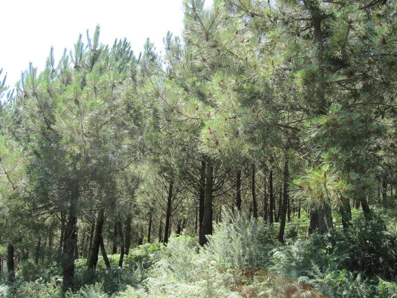 Imaxe 5 de 5 asociada á nova