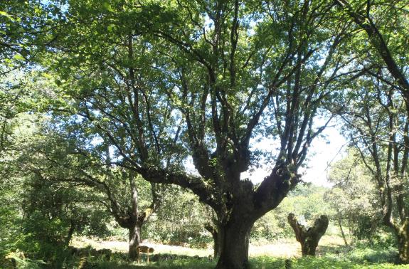 Imagen de la noticia:La Xunta incorpora al catálogo de árboles singulares el Roble de Padroso, localizado en Xunqueira de Ambía