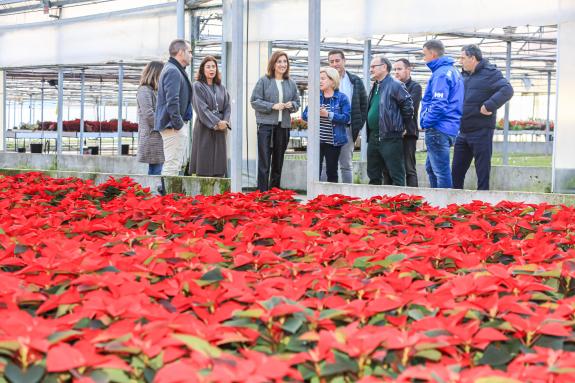 Imaxe da nova: Ángeles Vázquez anima a apostar este Nadal polas plantas de produción local como elemento decorativo