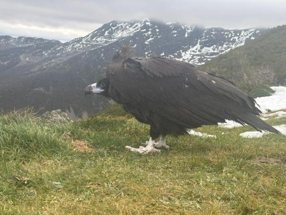 Imagen de la noticia:La Xunta libera un ejemplar de buitre negro atendido en el centro de recuperación de fauna silvestre de O Veral