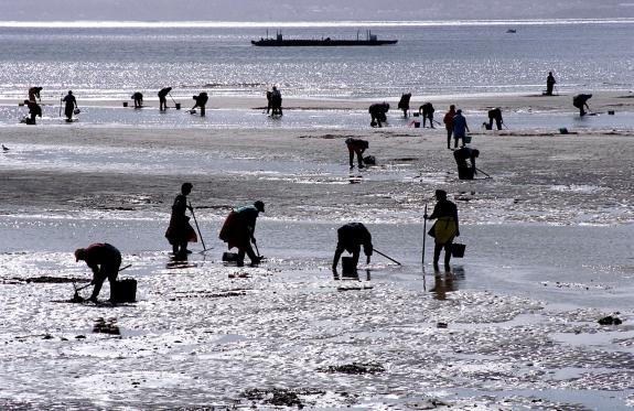 Imaxe da nova:A Xunta publica dúas ordes de axudas para a rexeneración dos bancos marisqueiros por valor de 2,2 M€