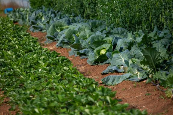 Imaxe da nova:Medio Rural convoca as axudas para fomentar a contratación de seguros agrarios por 9,5 M€ no 2026