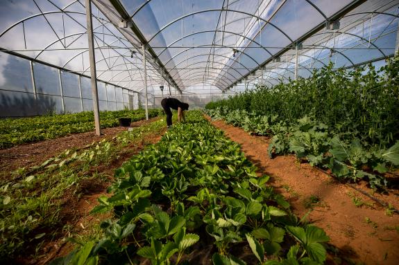 Imaxe da nova:A Xunta porá en marcha un Observatorio de prezos, un plan de control específico e impulsará a promoción e exportacións dos produtos...