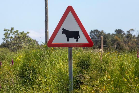 Imagen de la noticia:La Xunta convocará el 5 de febrero las ayudas para mejorar los caminos rurales de los ayuntamientos