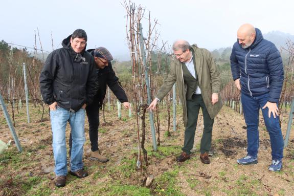 Imagen de la noticia:Manuel Pardo subraya los más de 1,3 M€ que la Xunta destinó para la reestructuración y reconversión de viñedos en la provinc...