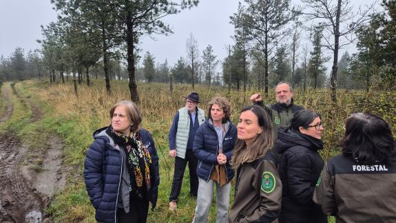 Imaxe da nova:Medio Rural facilitará os trámites aos propietarios para axilizar a substitución por eucalipto do piñeiro gravemente afectado pola ...