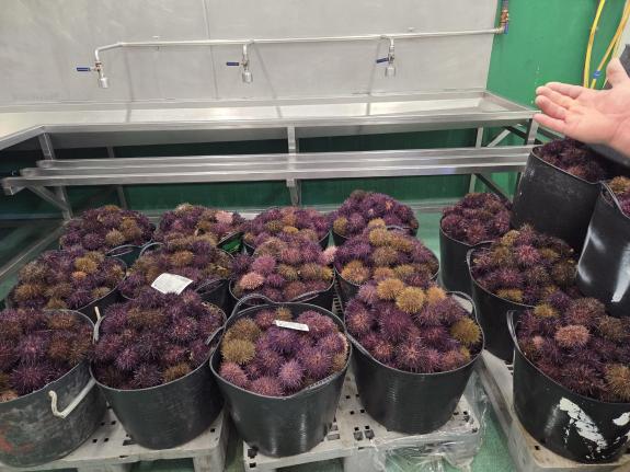 Imaxe da nova:Mar avalía coa confraría de Lira o impacto positivo das axudas para a modernización dos equipamentos pesqueiros