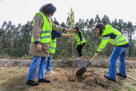 Imaxe da nova:A Xunta reforesta as marxes da autovía AG-59 con 5.000 exemplares de árbores frondosas e autóctonas no marco da Estratexia de Estra...