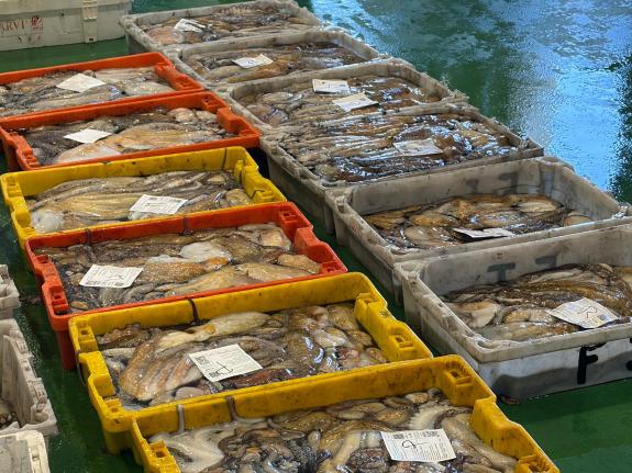 Imaxe da nova:A Xunta e o sector acordan o novo plan do polbo tras unha campaña que acada un balance positivo de case 1.327 toneladas e 14,75 M€