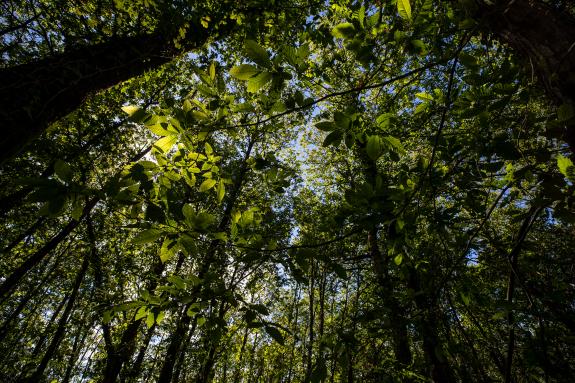 Imaxe da nova:A Xunta destina os 3 M€ da liña competitiva do Fondo de Compensación Ambiental a máis dun cento de proxectos de entidades locais
