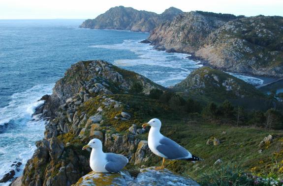 Imaxe da nova:A Xunta salienta o incremento nun 35,5 % da poboación de gaivota patiamarela no Parque Nacional das Illas Atlánticas durante o últi...