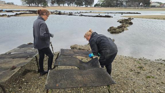 Imagen de la noticia:La Xunta y la Cofradía de A Coruña avanzan en la recuperación de los bancos marisqueros de la ría del Burgo con la entrega d...