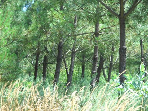 Imaxe da nova:O DOG publica hoxe a convocatoria dunha nova poxa pública electrónica de madeira que se celebrará proximamente en Lugo