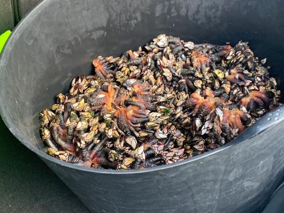 Imagen de la noticia:La Policía Autonómica decomisa 15 kilos de percebes y una embarcación en el litoral de la ciudad de A Coruña