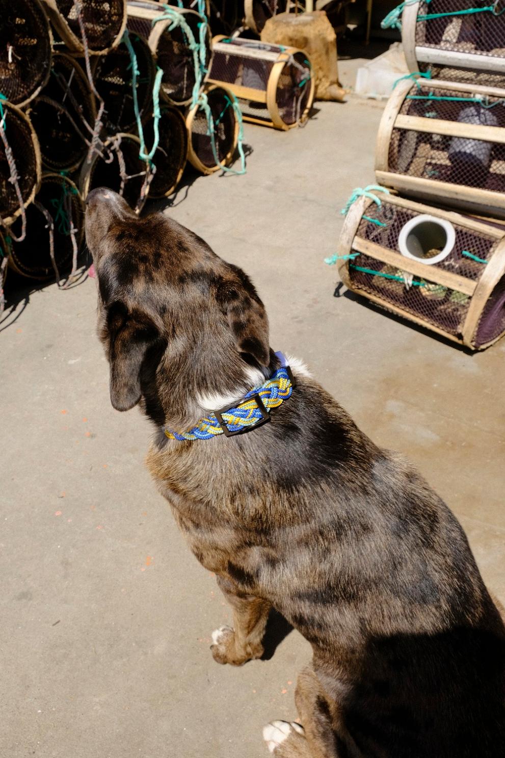 Imaxe 2 de 2 asociada á nova