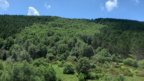 Inventario Forestal Continuo de Galicia