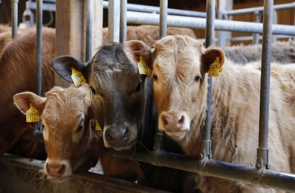Portal da inspección veterinaria en matadoiros de Galicia