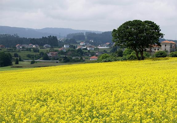 Programa de desenvolvemento rural
