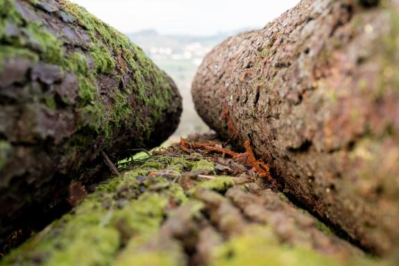 Imaxe da nova:A Xunta reafirma a súa aposta pola industria forestal-madeira e prevé que este sector acade o seu récord de facturación no 2022