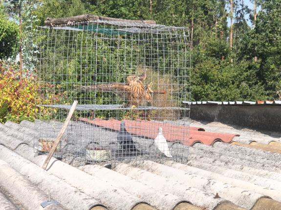 Imagen de la noticia:La Policía Autonómica investiga una persona por un delito contra la flora y la fauna al atrapar un azor en una jaula en el a...