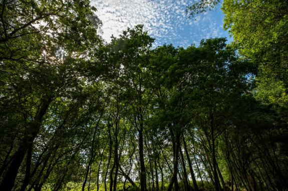 Imaxe da nova:A Xunta concede preto de 10 M€ en axudas para accións silvícolas en case 4.600 hectáreas de coníferas e frondosas caducifolias dos ...