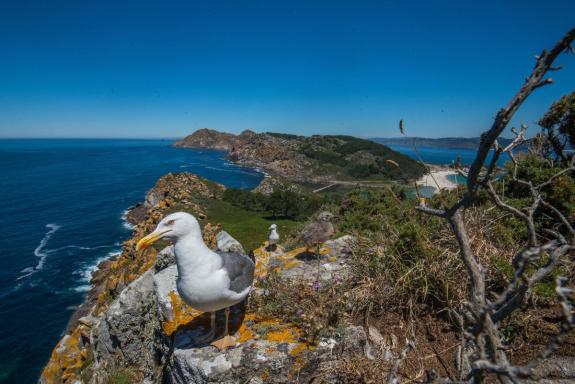 O Parque Nacional das Illas Atlánticas organiza unha xornada de ornitoloxía gratuíta para formar a guías turísticos sobre as aves deste espazo natural