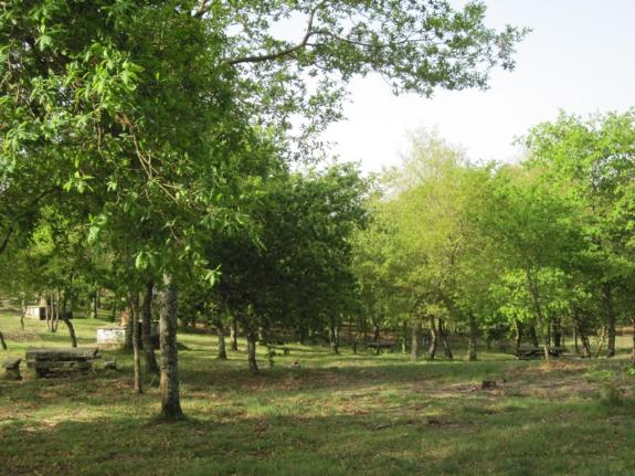 Imagen de la noticia:La Xunta amplía el plazo de presentación de solicitudes de las ayudas para el fomento y apoyo a las agrupaciones forestales ...