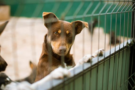 A Xunta apoiará a adopción dun animal de compañía abandonado con axudas de ata 150 € para cubrir os primeiros gastos veterinarios