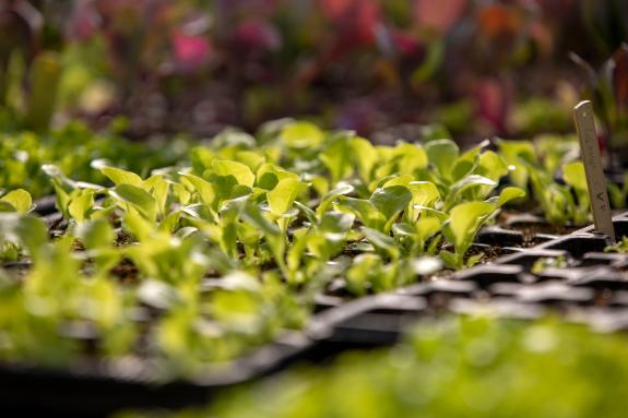 Imagen de la noticia:La Xunta impulsa ayudas por 1,27 M€ para que el sector agrícola primario optimice su consumo energético y apueste por las re...